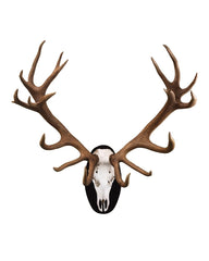 Echte Rothirsch Trophäe