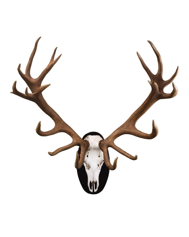 Echte Rothirsch Trophäe