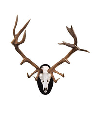 Kapitale Rothirsch-Trophäe auf ovalem Trophäenschild, hochwertig präpariert und professionell montiert – edle Wanddekoration für Jagdliebhaber und Sammler.