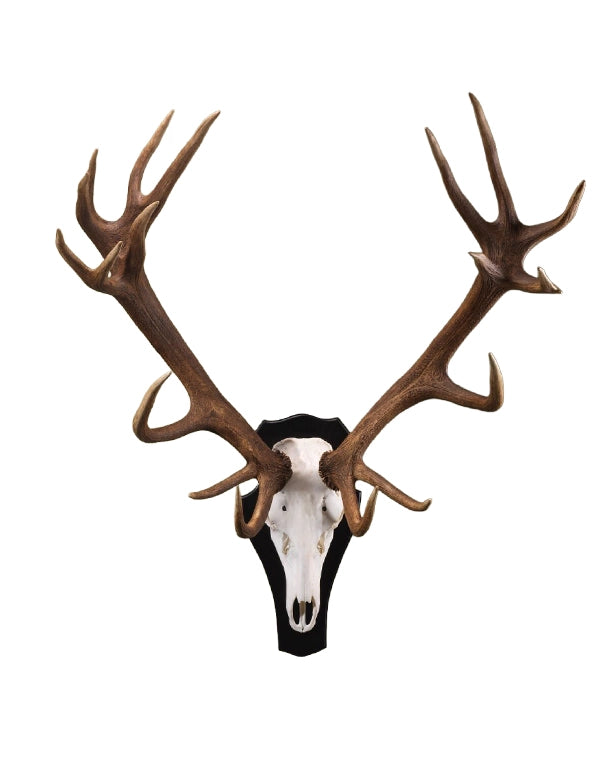 Echte Rothirsch Trophäe