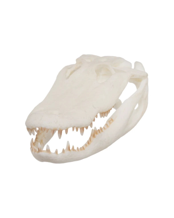 SKULLIES Miniatur Aligator Schädel
