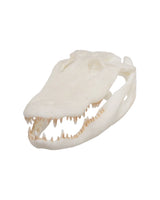 SKULLIES Miniatur Aligator Schädel