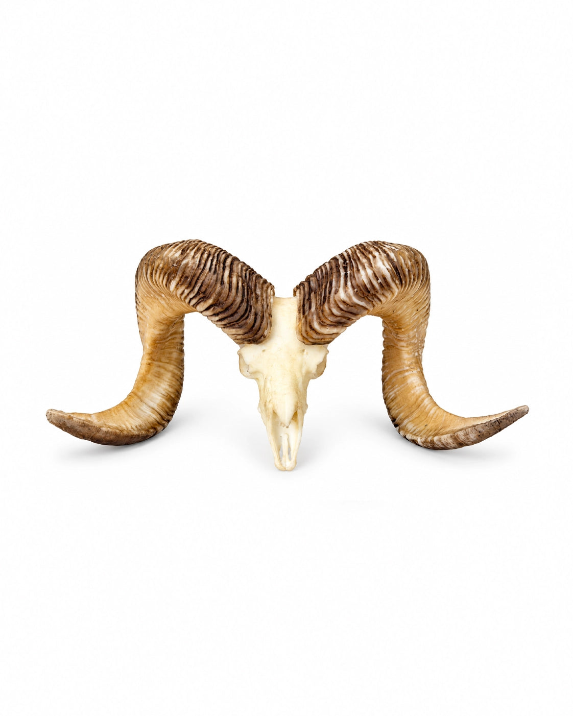SKULLIES Miniatur Altai-Argali Schädel