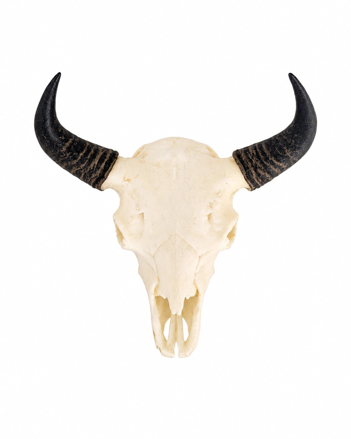 SKULLIES Miniature Bison Skull