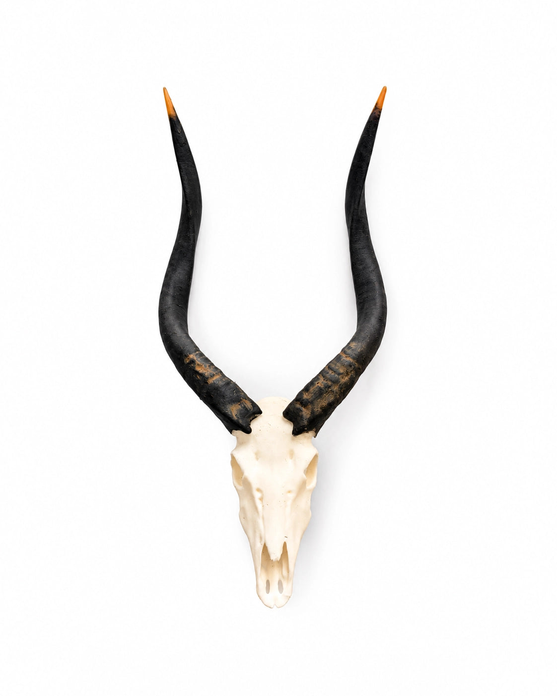 SKULLIES Miniatur Nyala Schädel
