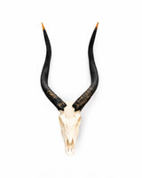 SKULLIES Miniatur Nyala Schädel