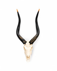 SKULLIES Miniatur Nyala Schädel