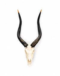 SKULLIES Miniatur Nyala Schädel