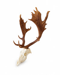 SKULLIES Miniatur Damhirsch Schädel