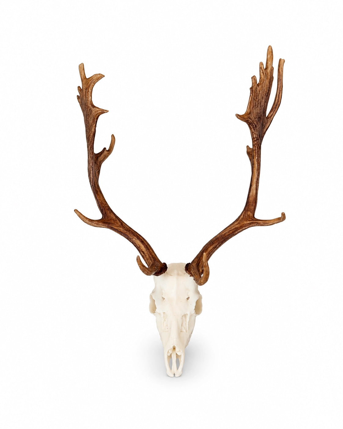 SKULLIES Miniatur Damhirsch Schädel