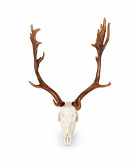 SKULLIES Miniatur Damhirsch Schädel