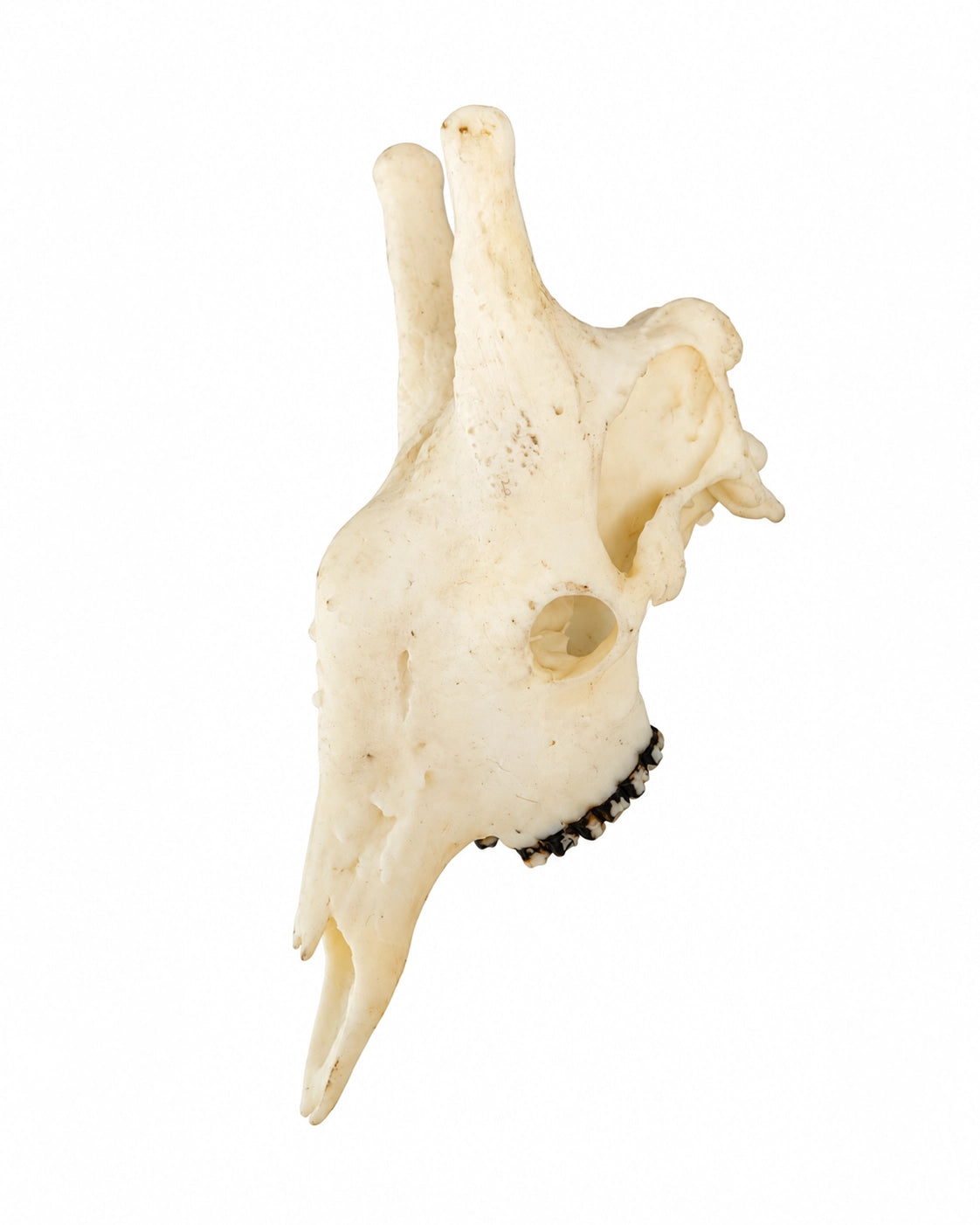 SKULLIES Miniature Giraffe Skull