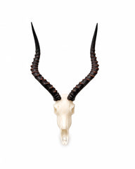 SKULLIES Miniatur Impala Schädel
