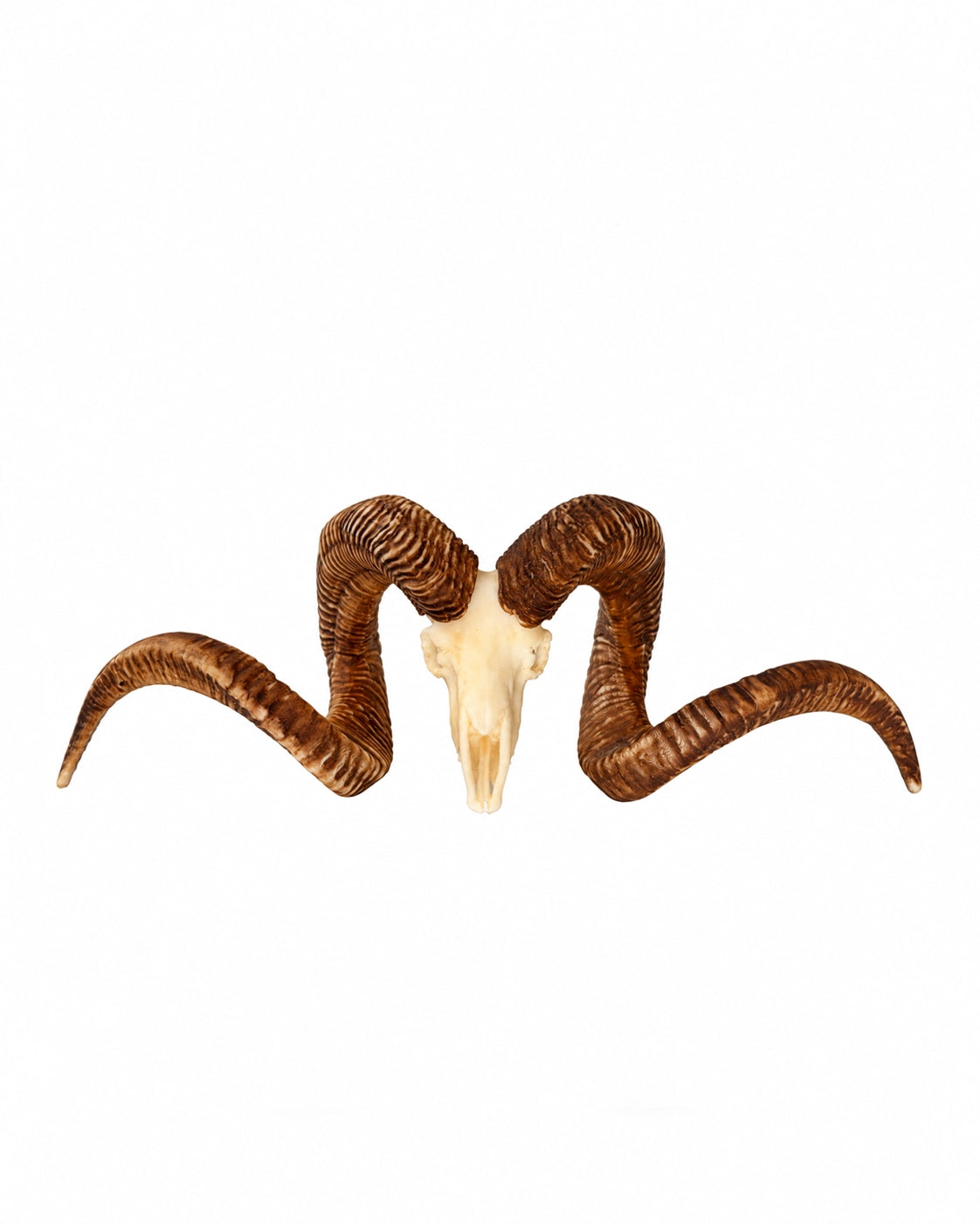 SKULLIES Miniatur Marco Polo Schädel