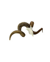 SKULLIES Miniatur Marco Polo Schädel