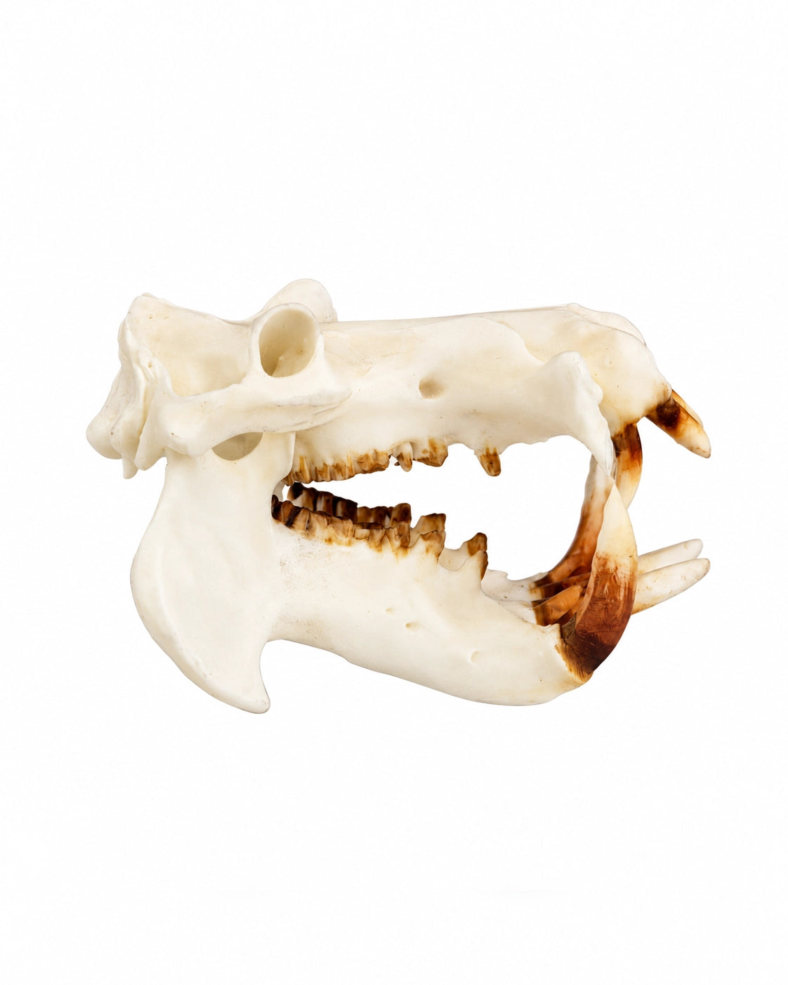 SKULLIES Miniatur Nilpferd Schädel
