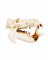 SKULLIES Miniatuur nijlpaardskraal