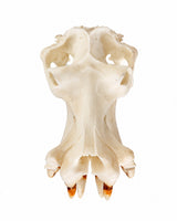 SKULLIES Miniatuur nijlpaardskraal