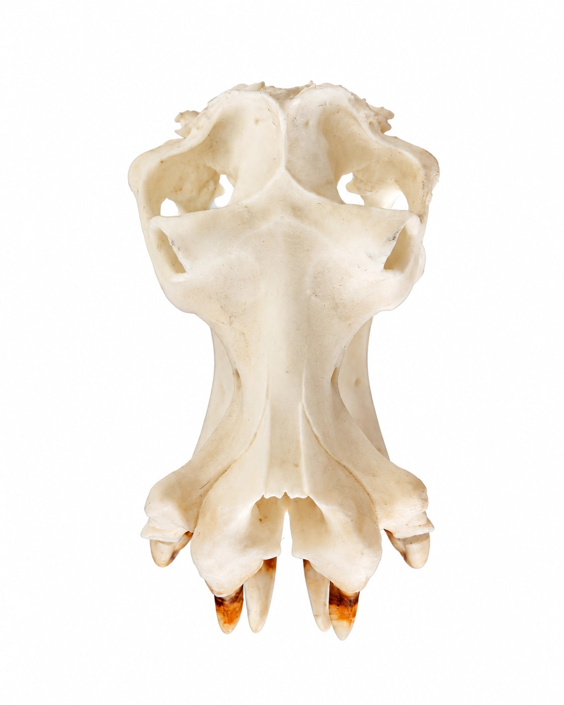 SKULLIES Miniatuur nijlpaardskraal