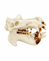 SKULLIES Miniatuur nijlpaardskraal