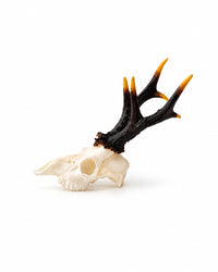 - SKULLIES Miniatur-Rehbockschädel mit verzweigtem Geweih und goldgelben Spitzen in Draufsicht