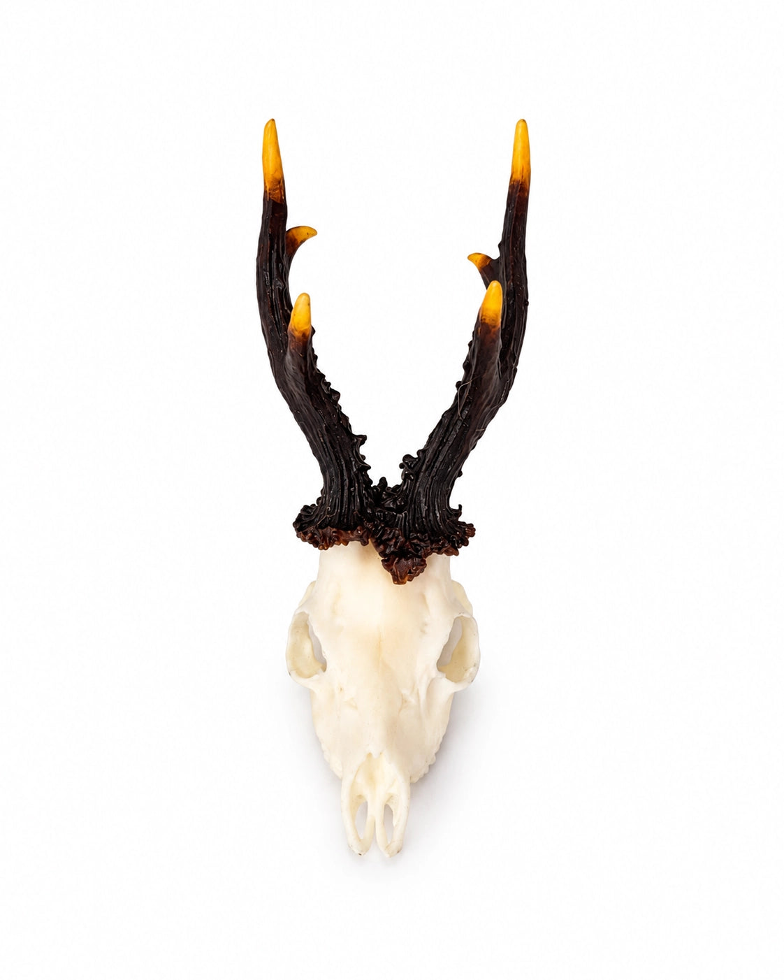 SKULLIES Miniatur-Rehbockschädel mit dunklem Geweih und goldgelben Spitzen in Seitenansicht