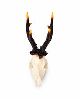 SKULLIES Miniatur-Rehbockschädel mit dunklem Geweih und goldgelben Spitzen in Seitenansicht