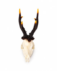SKULLIES Miniatur-Rehbockschädel mit dunklem Geweih und goldgelben Spitzen in Seitenansicht