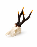 SKULLIES Miniatur-Rehbockschädel mit Geweih auf weissem Hintergrund, schräg von vorne