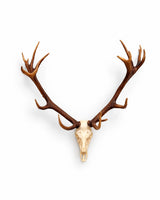 SKULLIES Miniature Red Deer Skull