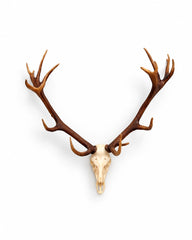 SKULLIES Miniature Red Deer Skull