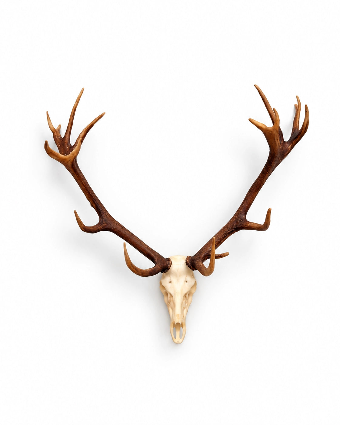 SKULLIES Miniature Red Deer Skull