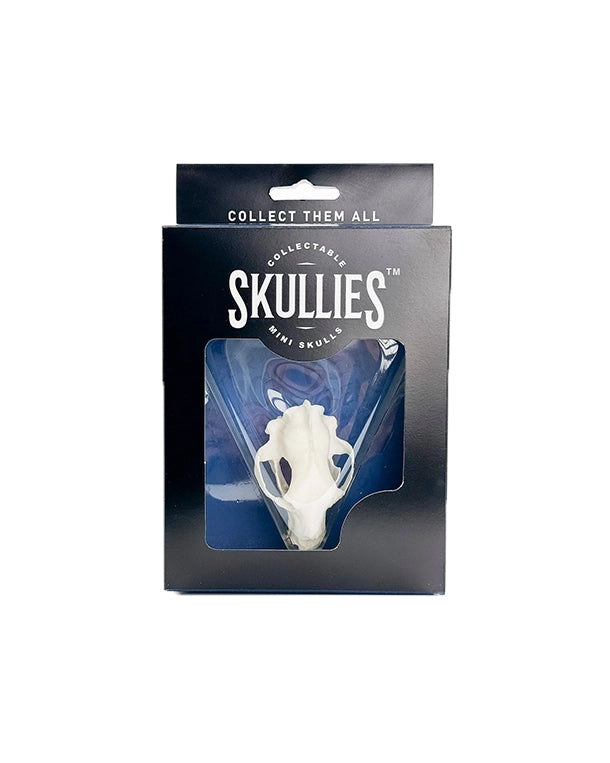 SKULLIES Miniatur Schwarzbären Schädel