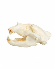 Teschi miniaturizzati di orsi neri SKULLIES