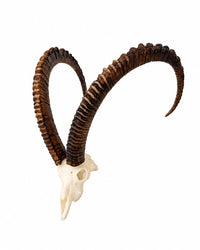 SKULLIES Miniatuur steenbokskop