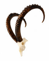 SKULLIES Miniatuur steenbokskop