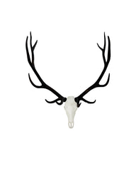 SKULLIES Miniatur Wapiti Schädel