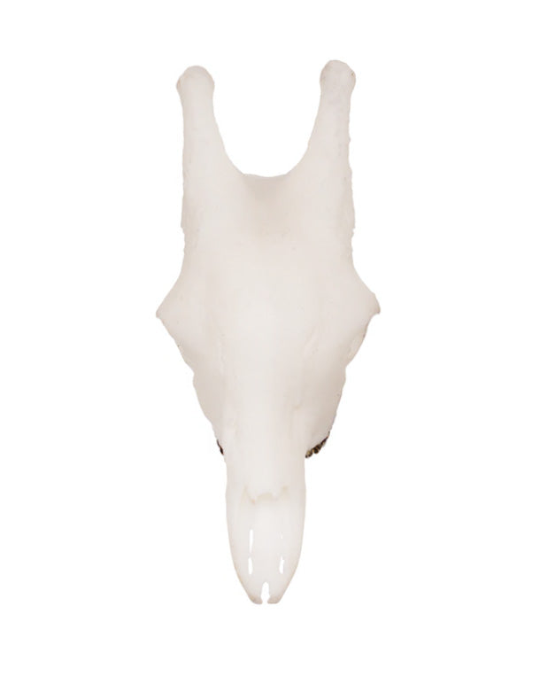 SKULLIES Miniature Giraffe Skull 