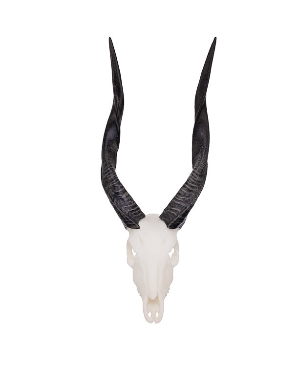 SKULLIES Miniature Bushbuck Skull 