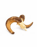 SKULLIES Miniatur Altai-Argali Schädel