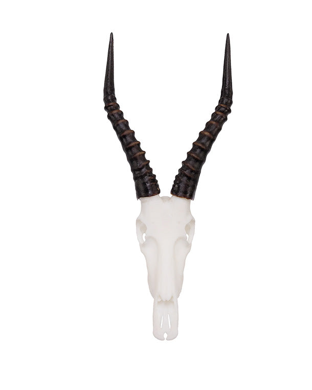 SKULLIES Miniature Blesbok Skull 