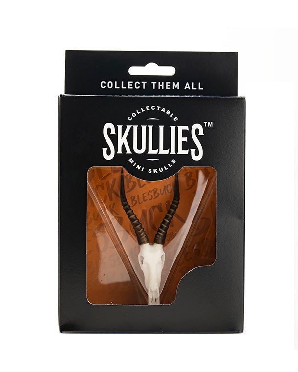 SKULLIES Miniatur Blessbock Schädel