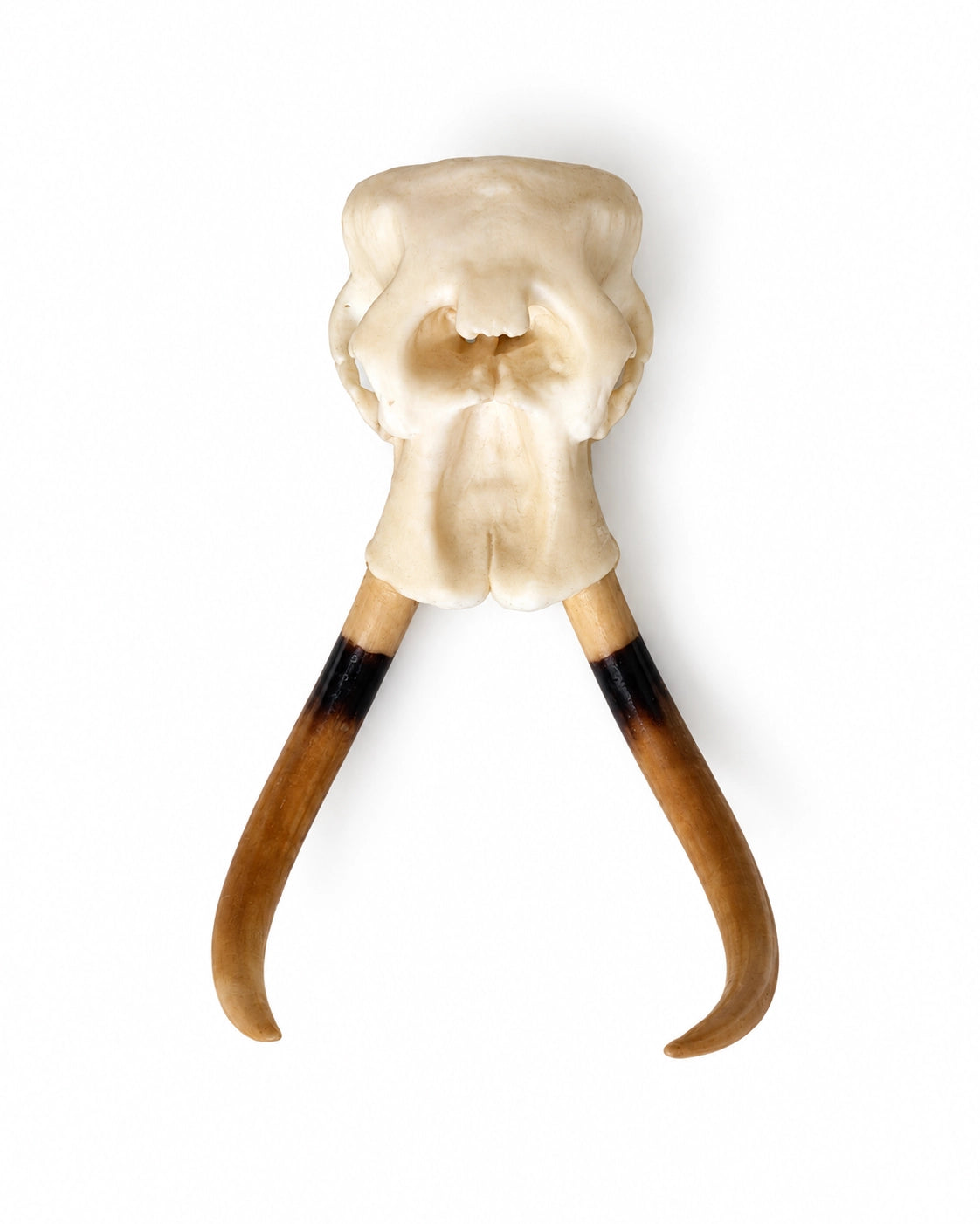 SKULLIES Miniatur Elefanten Schädel
