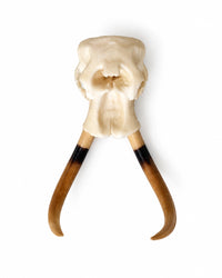 SKULLIES Miniatura di teschio di elefante