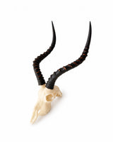 SKULLIES Miniatur Impala Schädel