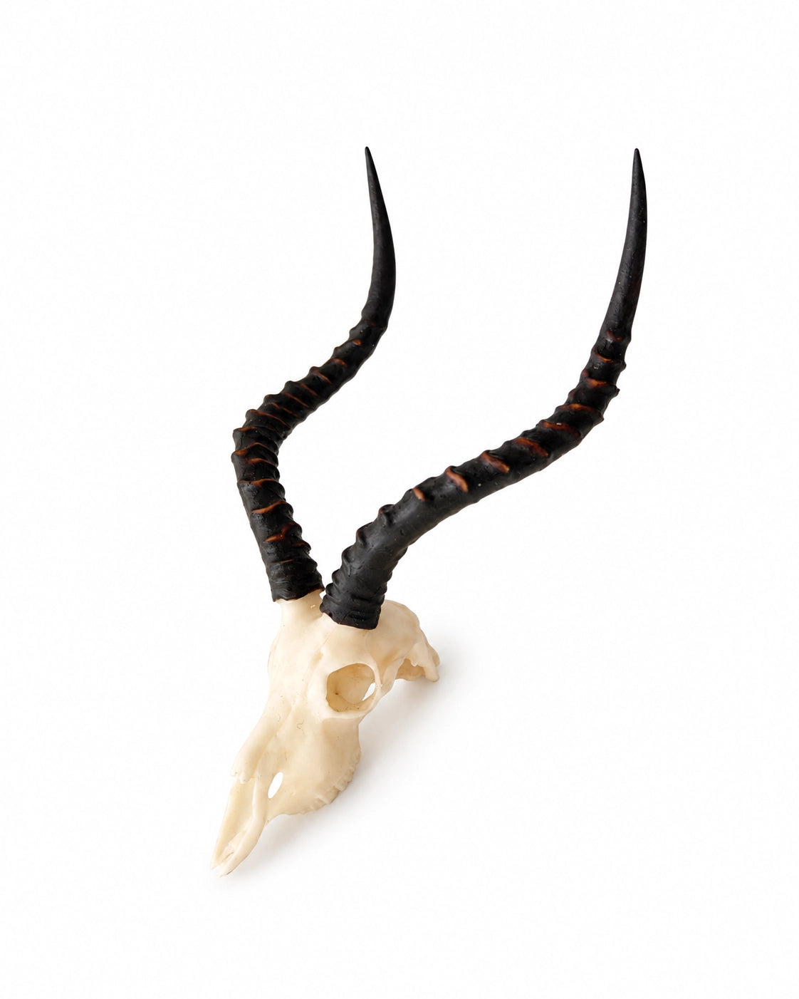 SKULLIES Miniatur Impala Schädel