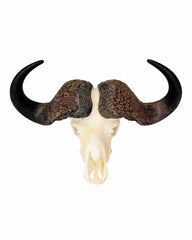 SKULLIES Miniatura teschio di bufalo del Capo