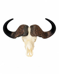 SKULLIES Miniatura teschio di bufalo del Capo