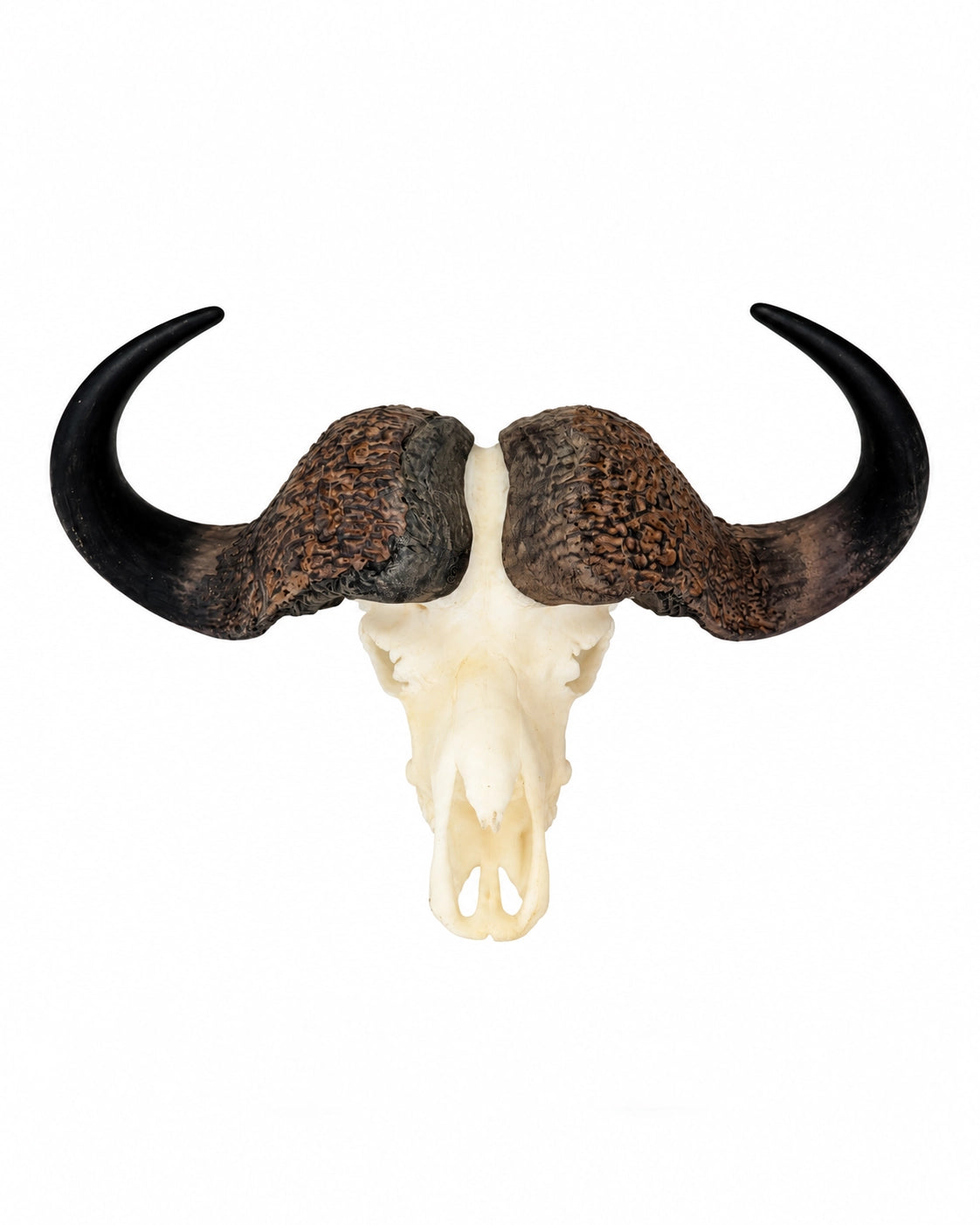 SKULLIES Miniatura teschio di bufalo del Capo