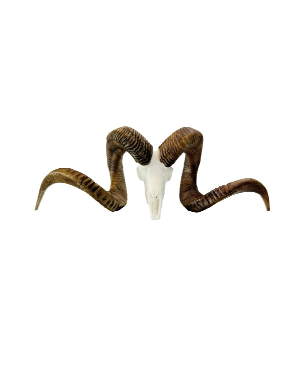 SKULLIES Miniatur Marco Polo Schädel